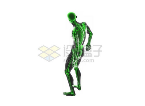 3D立体绿色人体骨骼骨架和黑色人体模型1725203图片免抠素材
