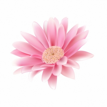 盛开的粉红色花朵非洲菊487053EPS免抠图片素材