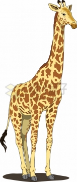 站立的卡通长颈鹿png图片素材