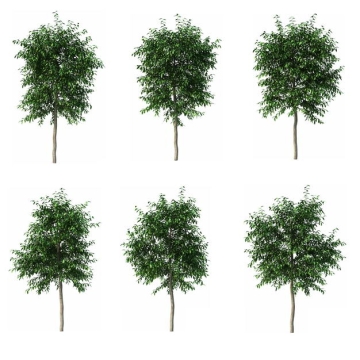 六棵白桦大树绿植园林植被观赏植物6558281免抠图片素材