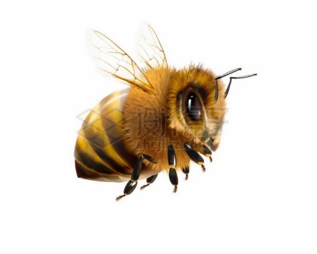 一只胖乎乎的蜜蜂6456600矢量图片免抠素材