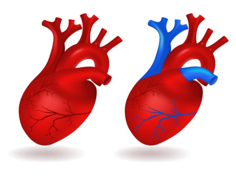 人体器官心脏动脉静脉血管示意图图片免抠素材