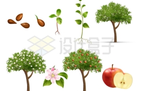 苹果树苹果种子开花结果全过程9451383矢量图片免抠素材