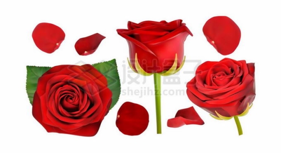 逼真的玫瑰花和红色花瓣8013313矢量图片免抠素材免费下载