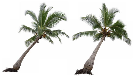 两棵长歪了的椰子树热带树木大树4606463免抠图片素材