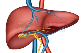 肝脏人体器官和静脉动脉1818338矢量图片免抠素材