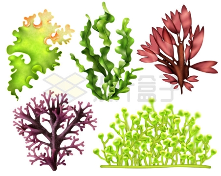 绿色的海带紫菜海洋植物3971571矢量图片免抠素材