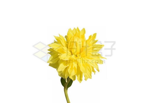 盛开的黄色菊花1848981图片免抠素材