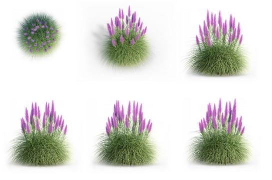 六款3D渲染的细茎针茅蛇鞭菊盆栽绿植观赏植物884907免抠图片素材