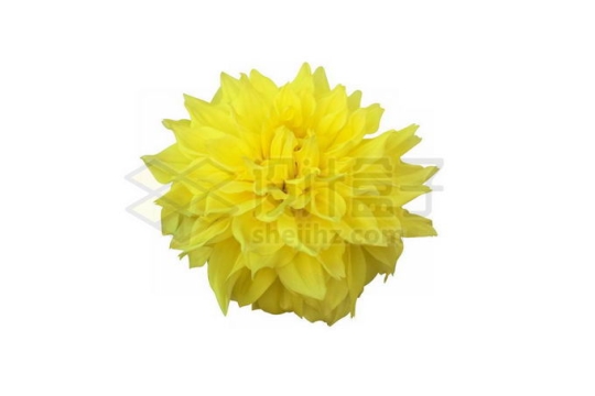 盛开的黄色菊花美丽花朵5555214图片免抠素材