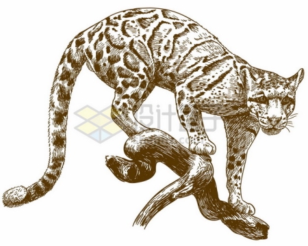 树上的云豹中型猫科动物野生动物手绘插图6312908矢量图片免抠素材