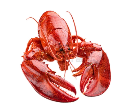 一只煮熟的红色波士顿大龙虾海鲜7899328PSD免抠图片素材