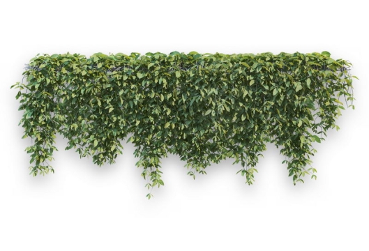 浓密的地锦藤蔓观叶植物盆栽绿植观赏植物墙1412711免抠图片素材