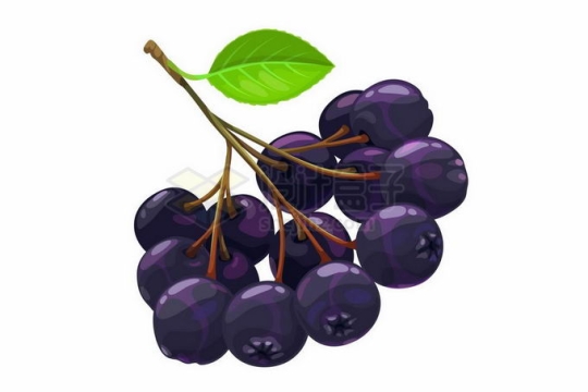 一串蓝莓美味紫色水果1341524矢量图片免抠素材