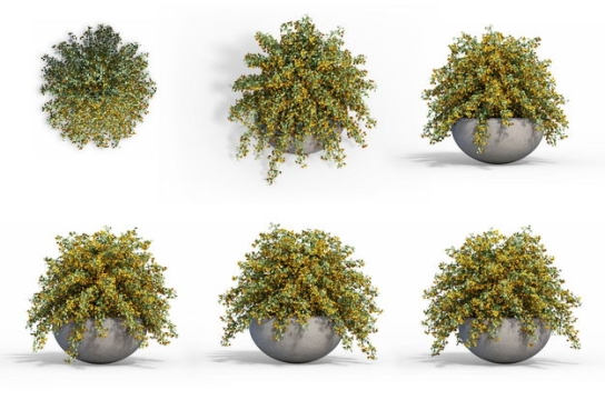 六款3D渲染的红花锦鸡儿盆栽绿植观赏植物948897免抠图片素材