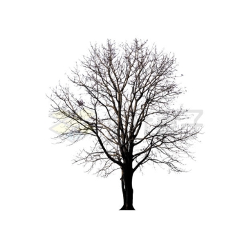 冬天树叶掉光的光秃秃的大树1678564PSD免抠图片素材