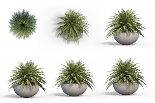 六款3D渲染的肾蕨盆栽绿植观赏植物979334免抠图片素材