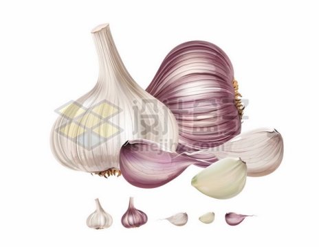 紫皮和白皮的大蒜头和蒜瓣5993602矢量图片免抠素材