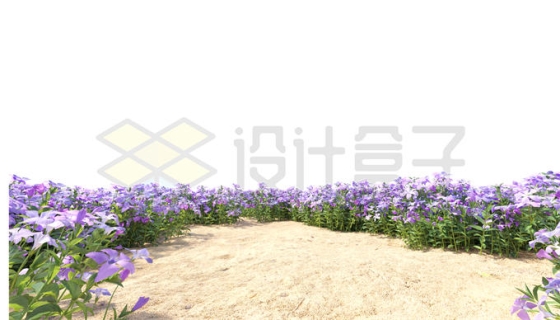 沙地上的一大片紫罗兰紫色花海风景1107251PSD免抠图片素材