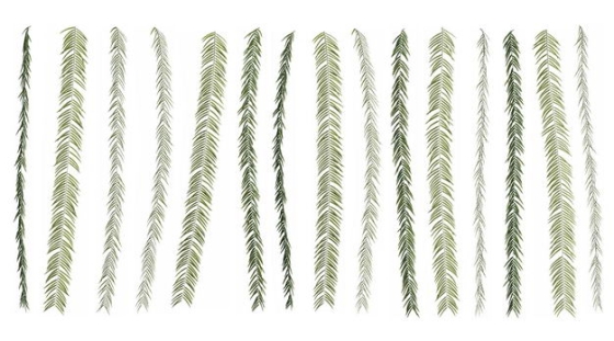 各种3D渲染的蕨类植物的树叶绿叶子943706免抠图片素材