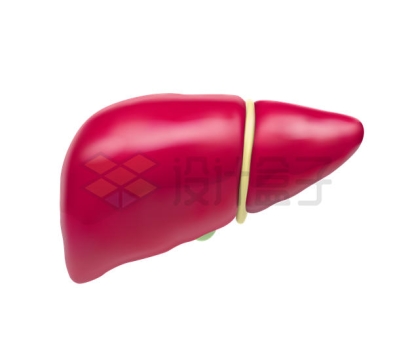 逼真的肝脏3D模型7528615矢量图片免抠素材