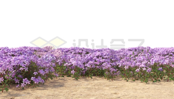 一大片紫罗兰紫色花海风景3322328PSD免抠图片素材