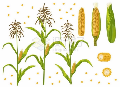 一株株玉米杆和玉米棒子以及玉米粒粮食作物1770855矢量图片免抠素材