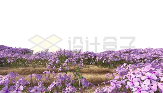 一大片紫罗兰紫色花海风景4971359PSD免抠图片素材