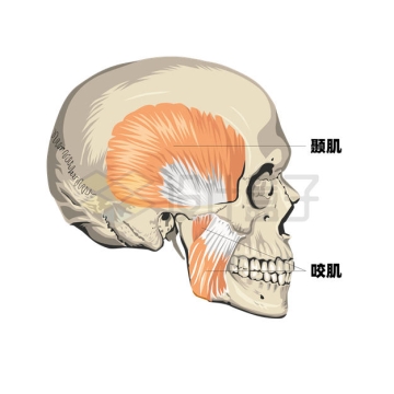 人体头骨颞肌和咬肌示意图6376005矢量图片免抠素材