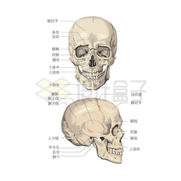 人体头骨各部分名称示意图9029196矢量图片免抠素材