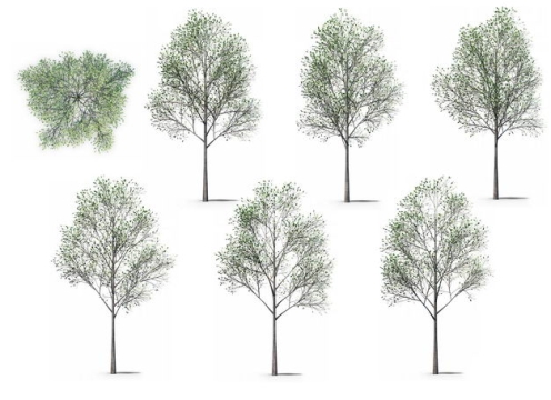 七款3D渲染的杨树大树绿树园艺绿植观赏植物676747免抠图片素材