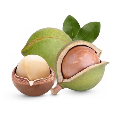 剥开的夏威夷果澳洲坚果美味坚果6380009免抠图片素材