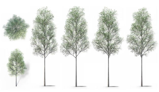 六款3D渲染的杨树大树绿树园艺绿植观赏植物367838免抠图片素材