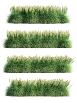四款3D渲染的生长繁盛的蒲苇园艺绿植观赏植物521715免抠图片素材