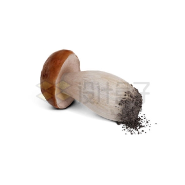 带泥的香菇美味蘑菇1802794PSD免抠图片素材