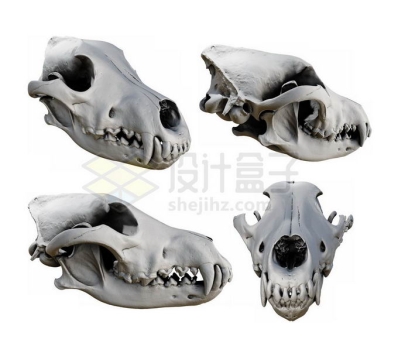 4个不同角度的狼头盖骨5230622图片免抠素材