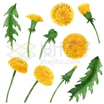蒲公英的黄色花朵绿叶等水彩配图4856737图片免抠素材