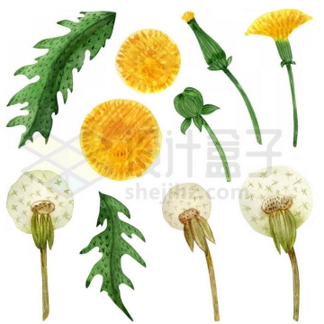 蒲公英的黄色花朵绿叶等水彩配图9971504图片免抠素材
