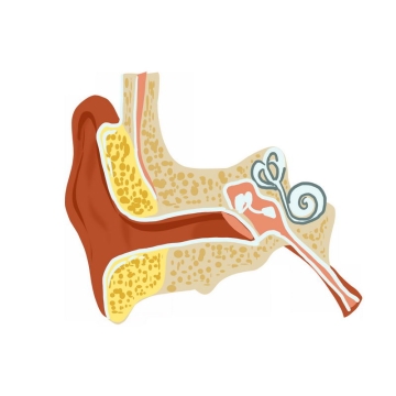 耳朵耳道耳蜗人体器官组织解剖图3809102免抠图片素材