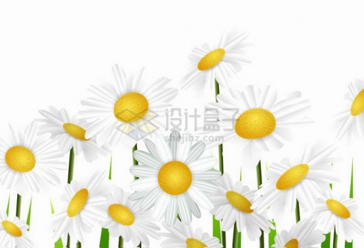 白色雏菊春天盛开的花朵png图片免抠矢量素材