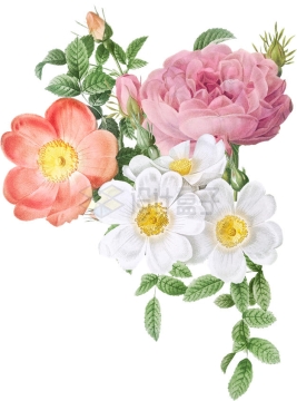 盛开的粉色蔷薇花和雏菊美丽花朵2529065PSD免抠图片素材