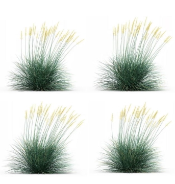 四款3D渲染的蓝羊茅野草园艺绿植观赏植物598757免抠图片素材