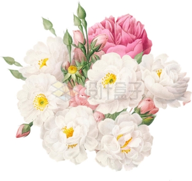 盛开的粉色白色玫瑰花美丽花朵7666603PSD免抠图片素材