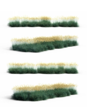 四款3D渲染的蓝羊茅野草草丛园艺绿植观赏植物807900免抠图片素材