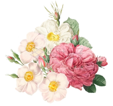 盛开的红色和白色玫瑰花和桃花美丽花朵6921405PSD免抠图片素材