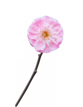 枝头上盛开的粉色梅花花卉花朵5146824png图片免抠素材