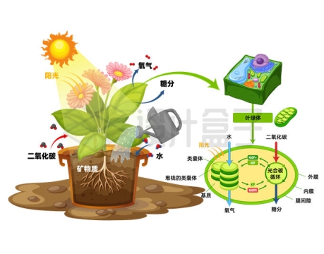盆栽植物的光合作用原理示意图生物教学配图6544521矢量图片免抠素材