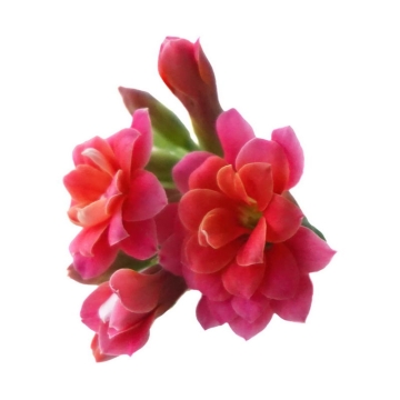盛开的长寿花红色花朵鲜花花卉6203611png图片免抠素材