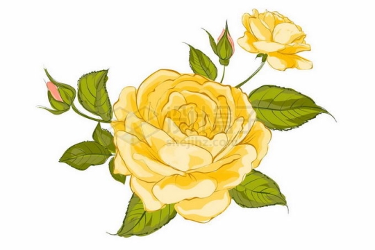盛开的黄色蔷薇花月季花和绿叶装饰手绘风格3921596矢量图片免抠素材