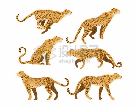 6种动作形态的猎豹野生猫科动物插画1753401矢量图片免抠素材
